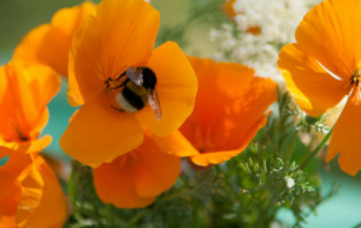 Benvenuti nell'Accademia della Tisana