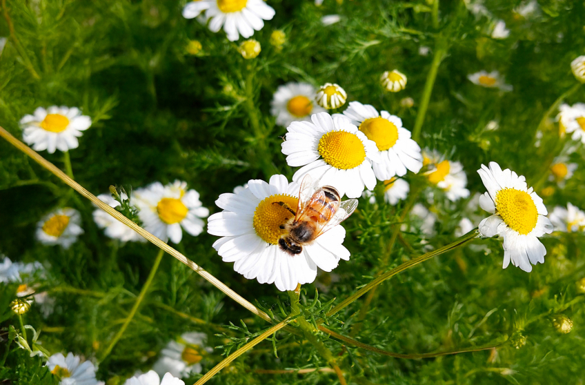 Incontri di Fitoterapia