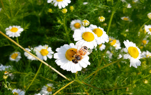 Incontri di Fitoterapia