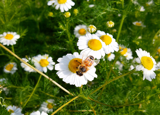 GLI INCONTRI DI FITOTERAPIA
